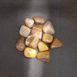 petrified wood