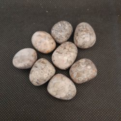 fossil wheat